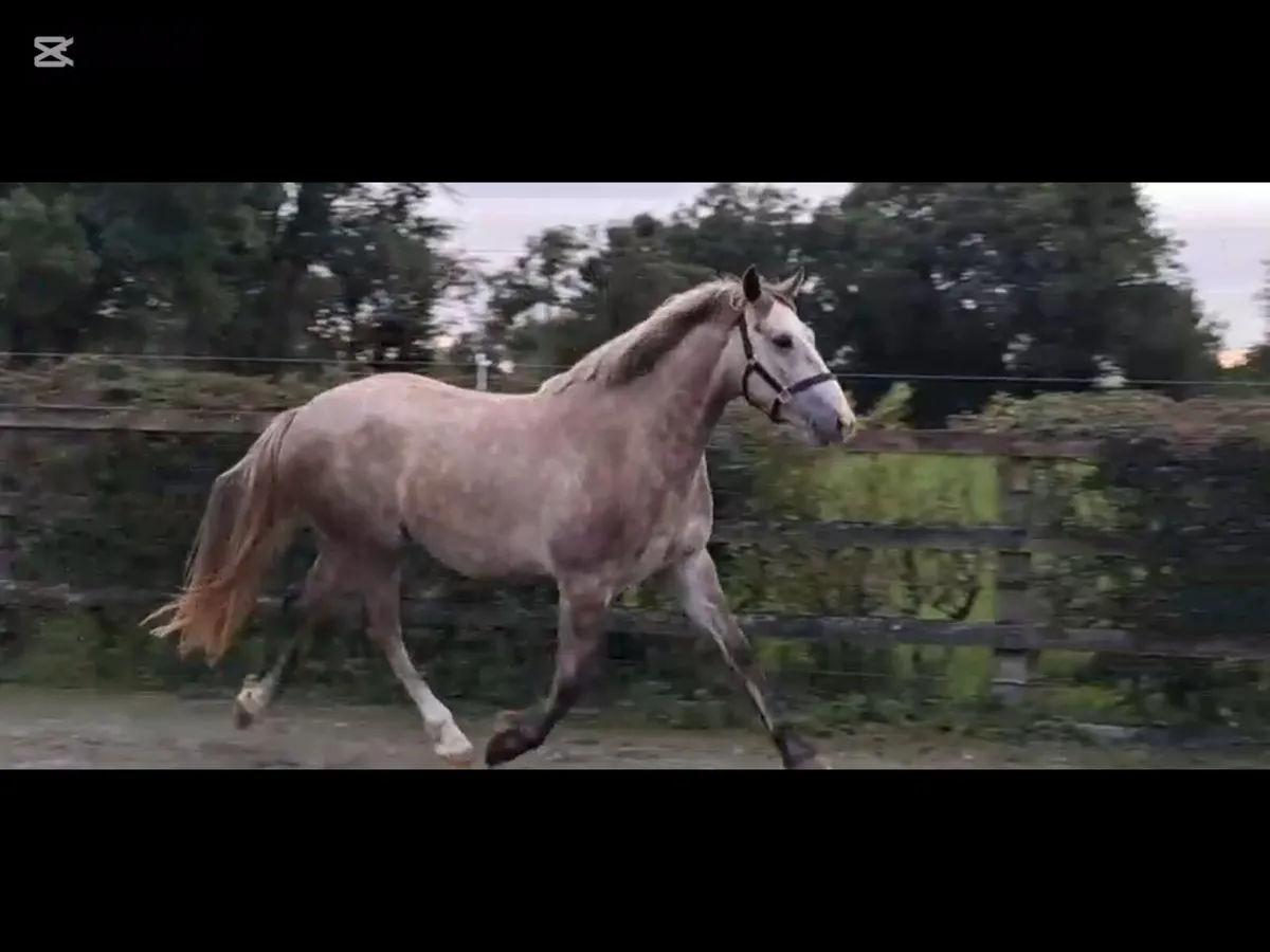 15.1 hh Irish draught - Image 2
