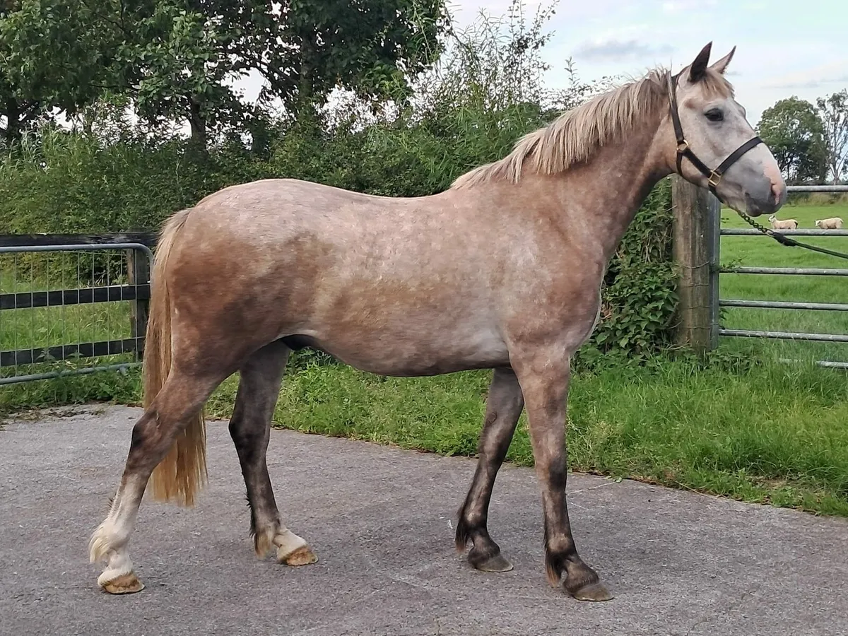 15.1 hh Irish draught - Image 1