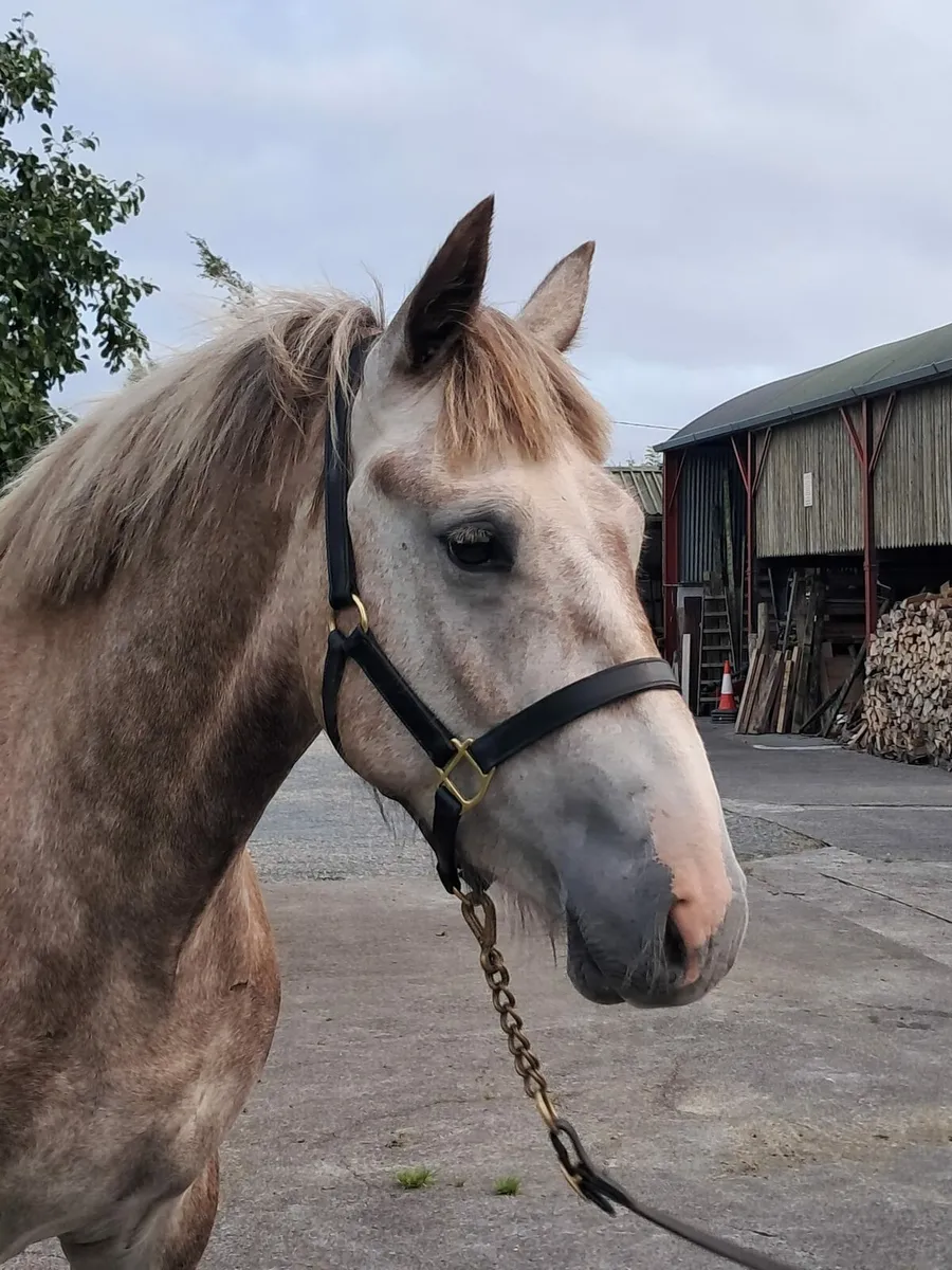15.1 hh Irish draught - Image 3