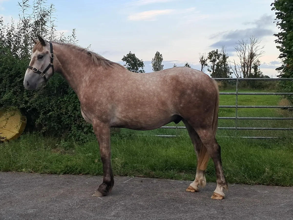 15.1 hh Irish draught - Image 4