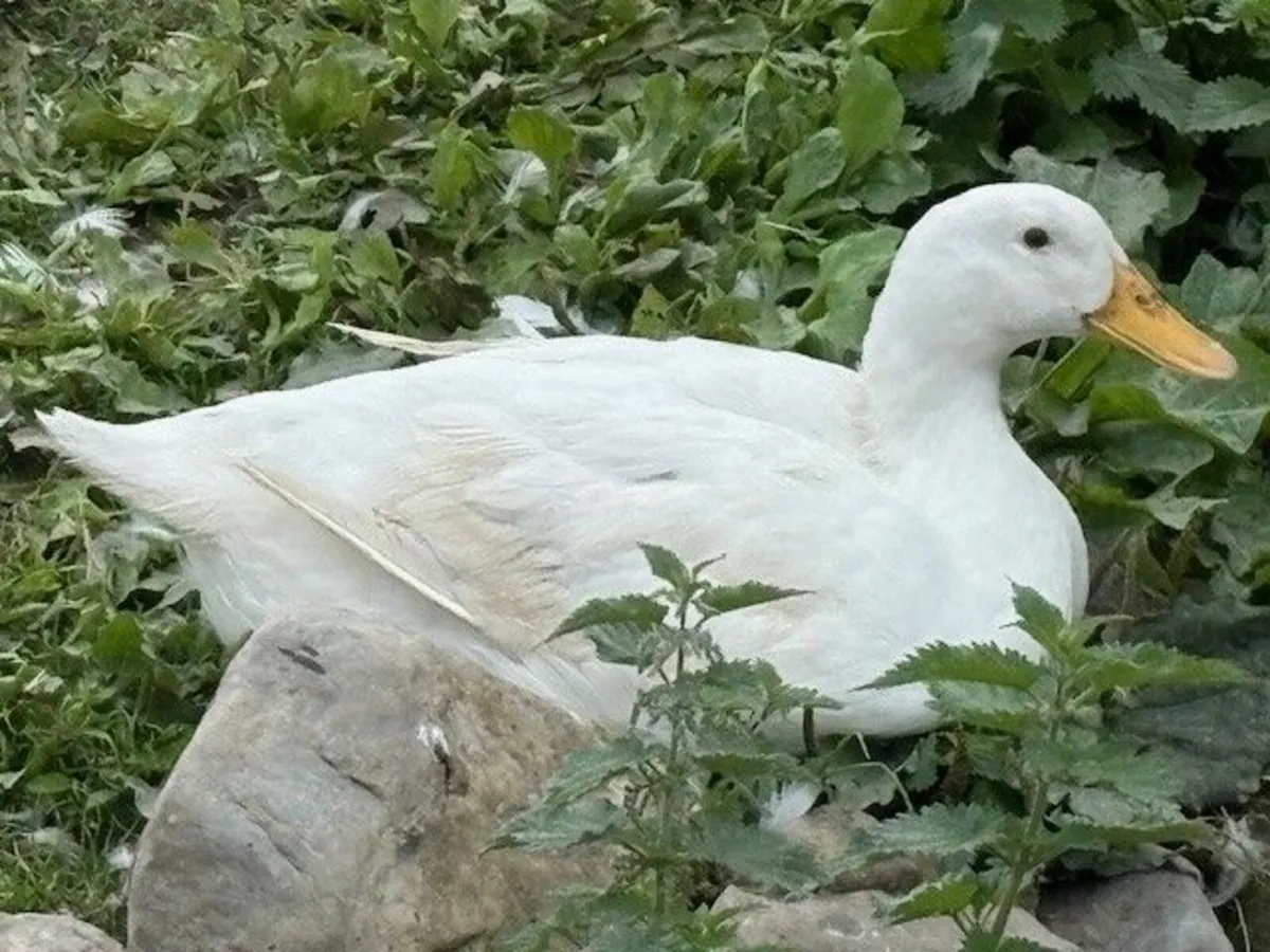 Aylesbury Ducks and Khaki-Campbell Ducklings - Image 1