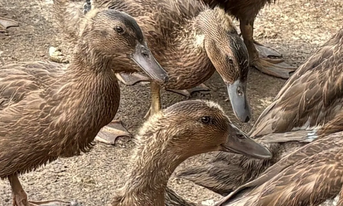 Aylesbury Ducks and Khaki-Campbell Ducklings - Image 2
