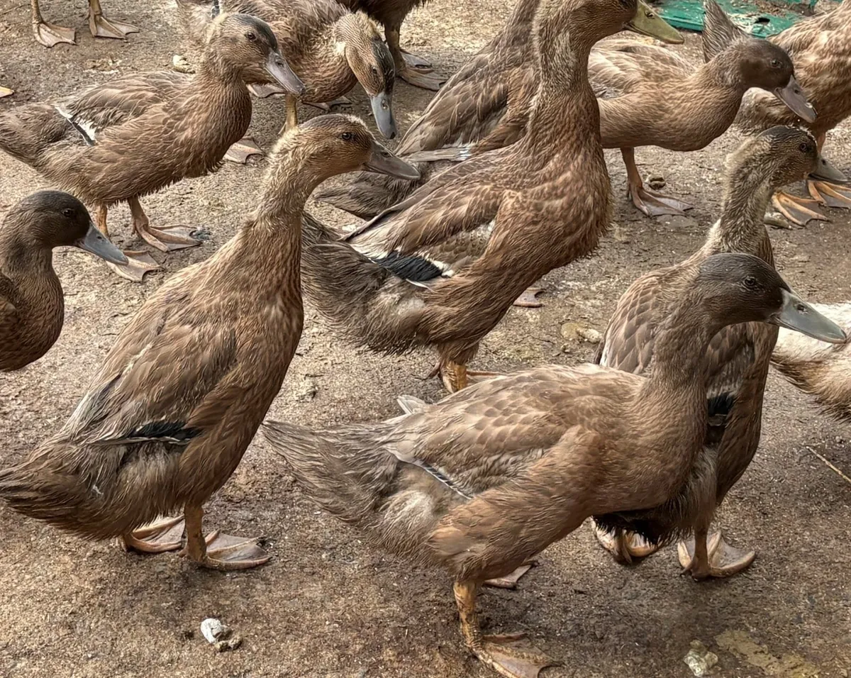 Aylesbury Ducks and Khaki-Campbell Ducklings - Image 3
