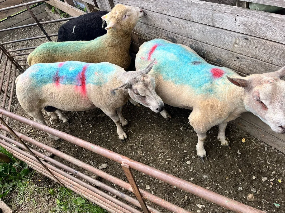 Charbex Rams - Image 1