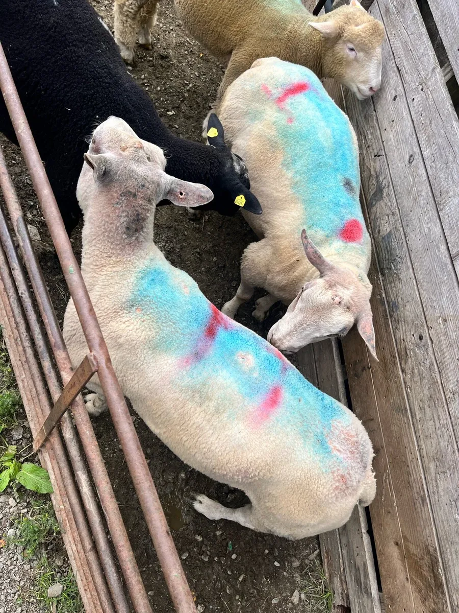 Charbex Rams - Image 2