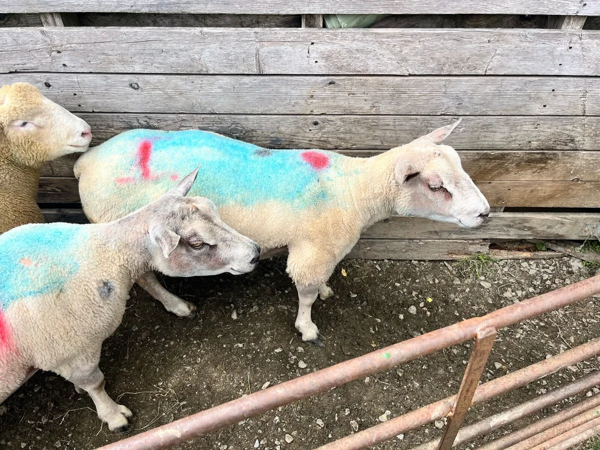 Charbex Rams - Image 3