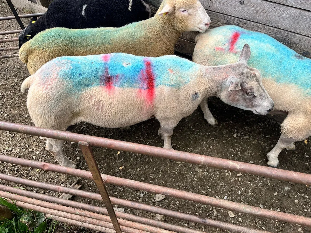 Charbex Rams - Image 4