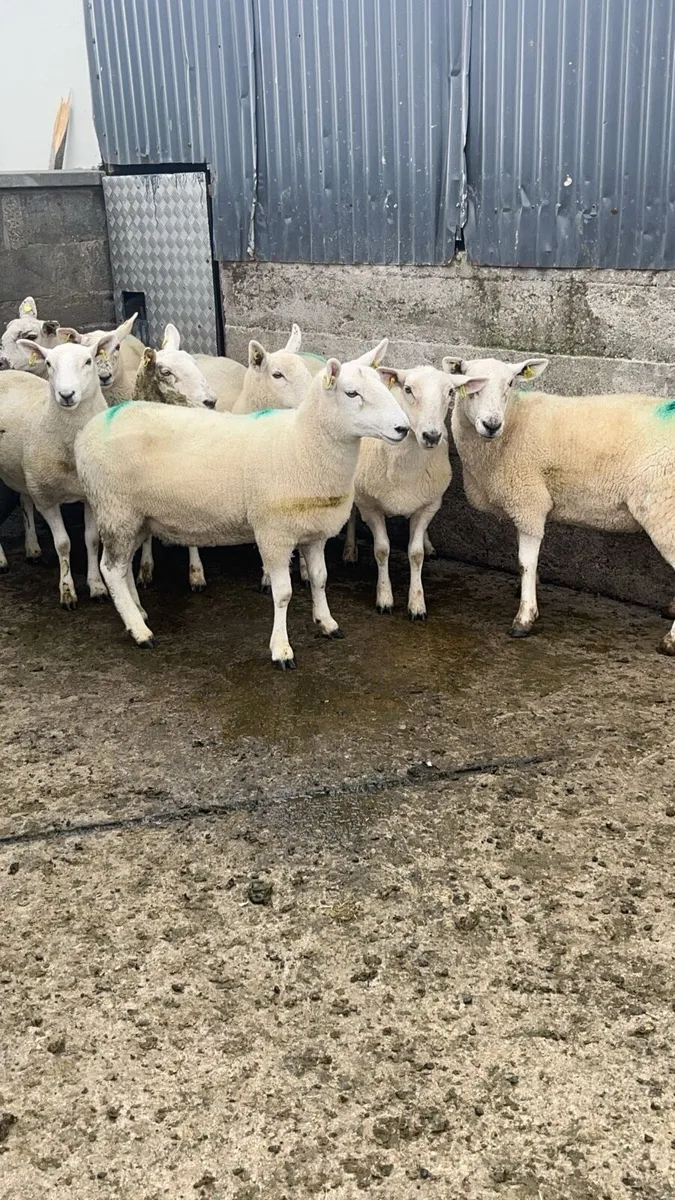 8 Cheviot cross ewe hoggets - Image 1
