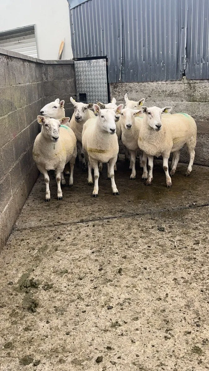 8 Cheviot cross ewe hoggets - Image 3