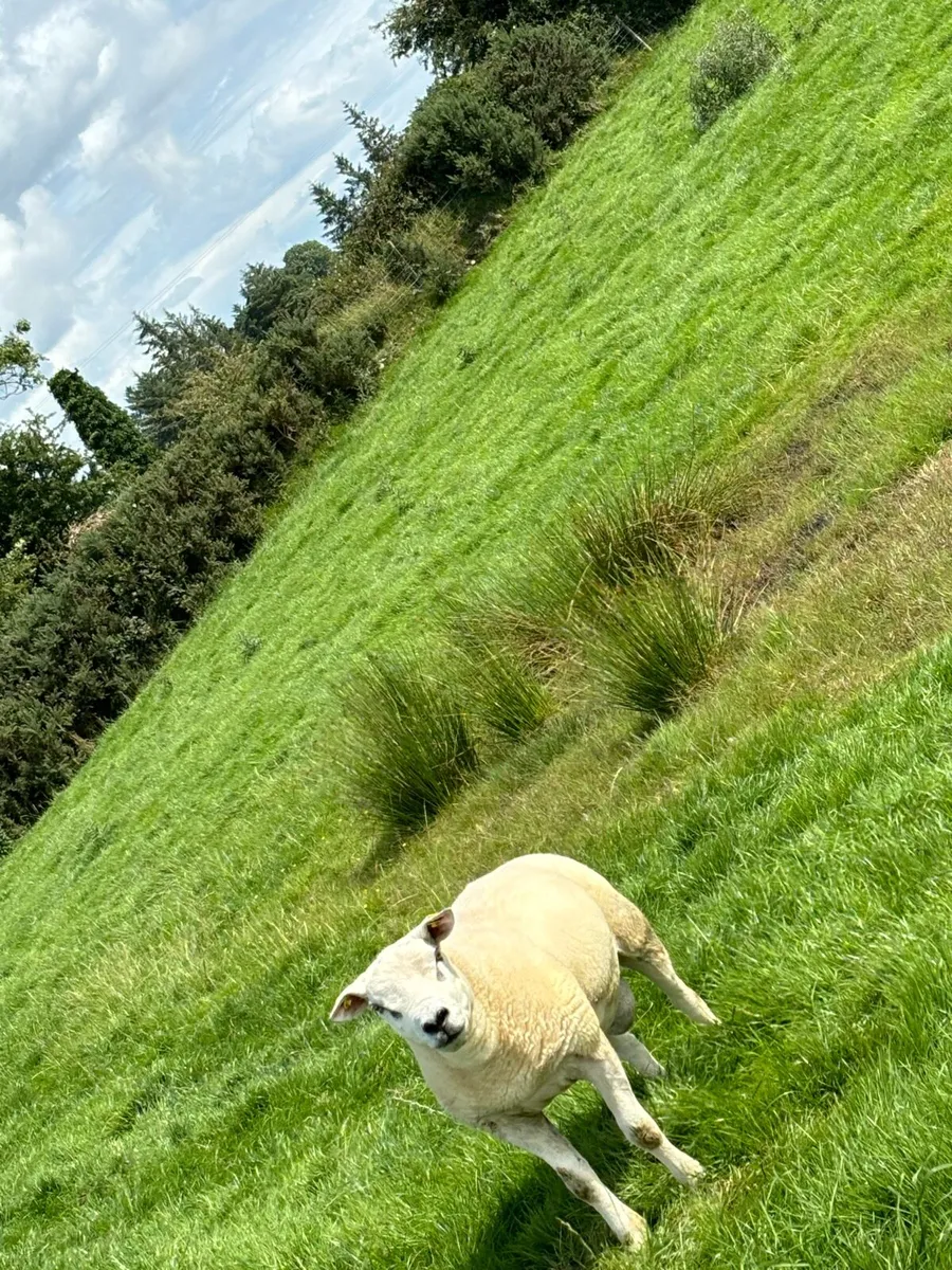 Texel ram - Image 2
