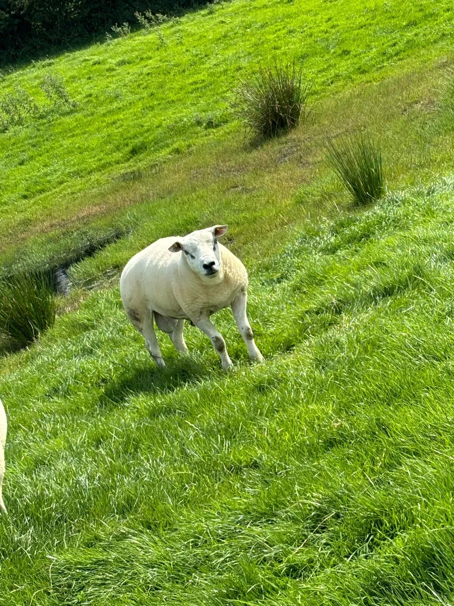 Texel ram - Image 3