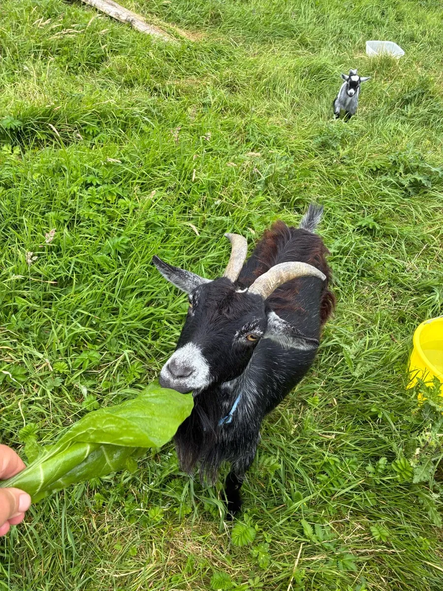 Pygmy goat pedigree trio of females - Image 2