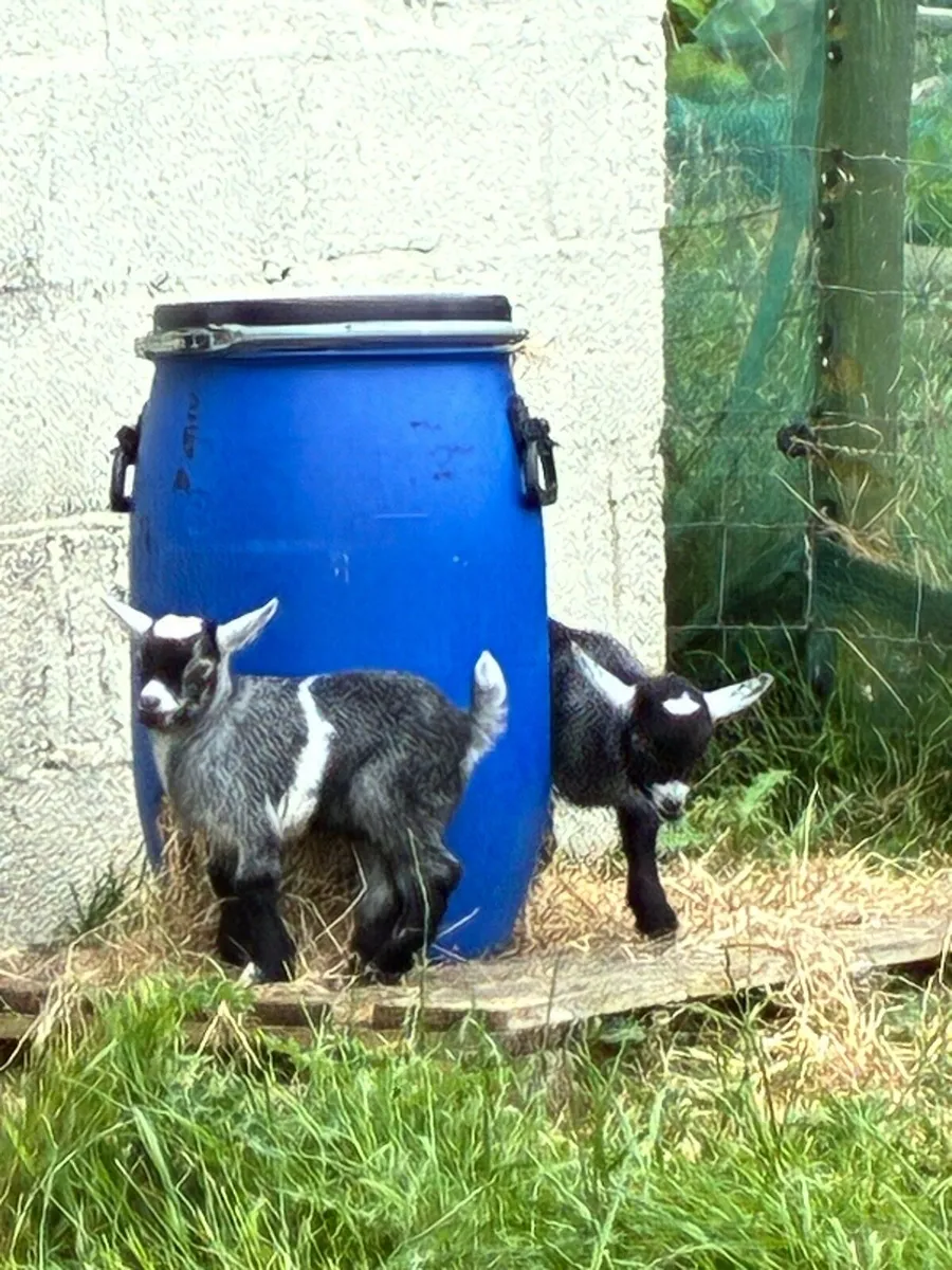Pygmy goat pedigree trio of females - Image 1