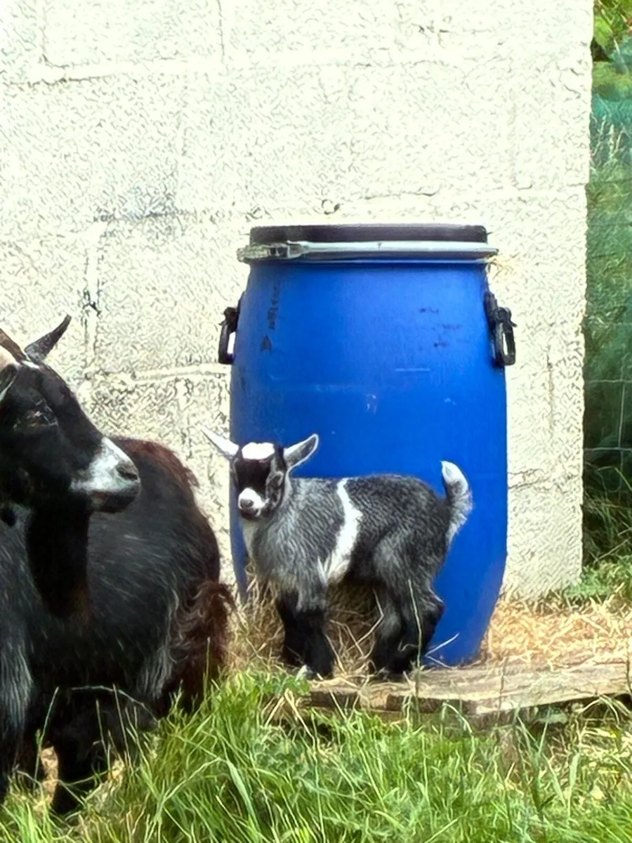 Pygmy goat pedigree trio of females - Image 3