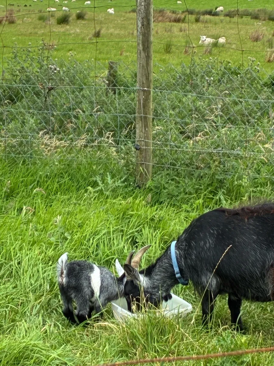 Pygmy goat pedigree trio of females - Image 4