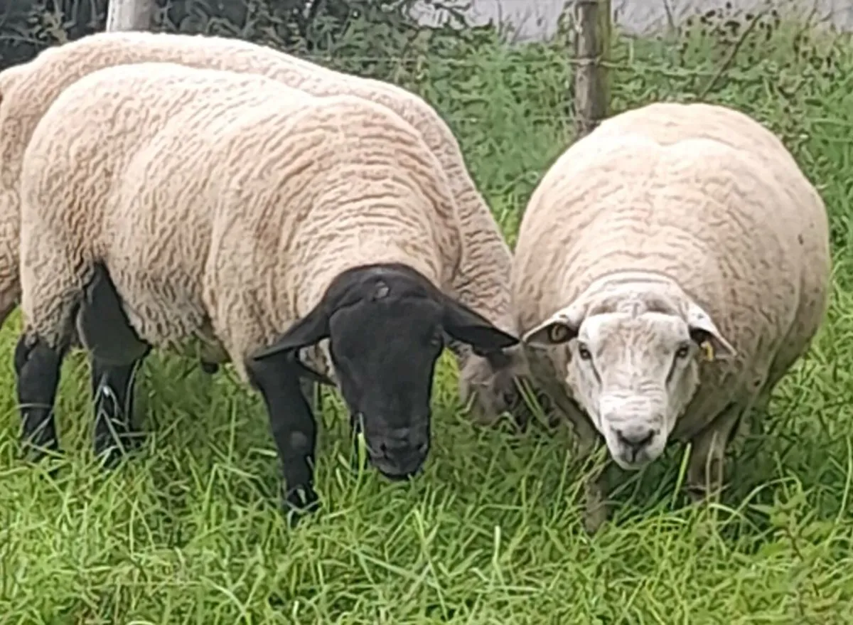 Rams - Image 1