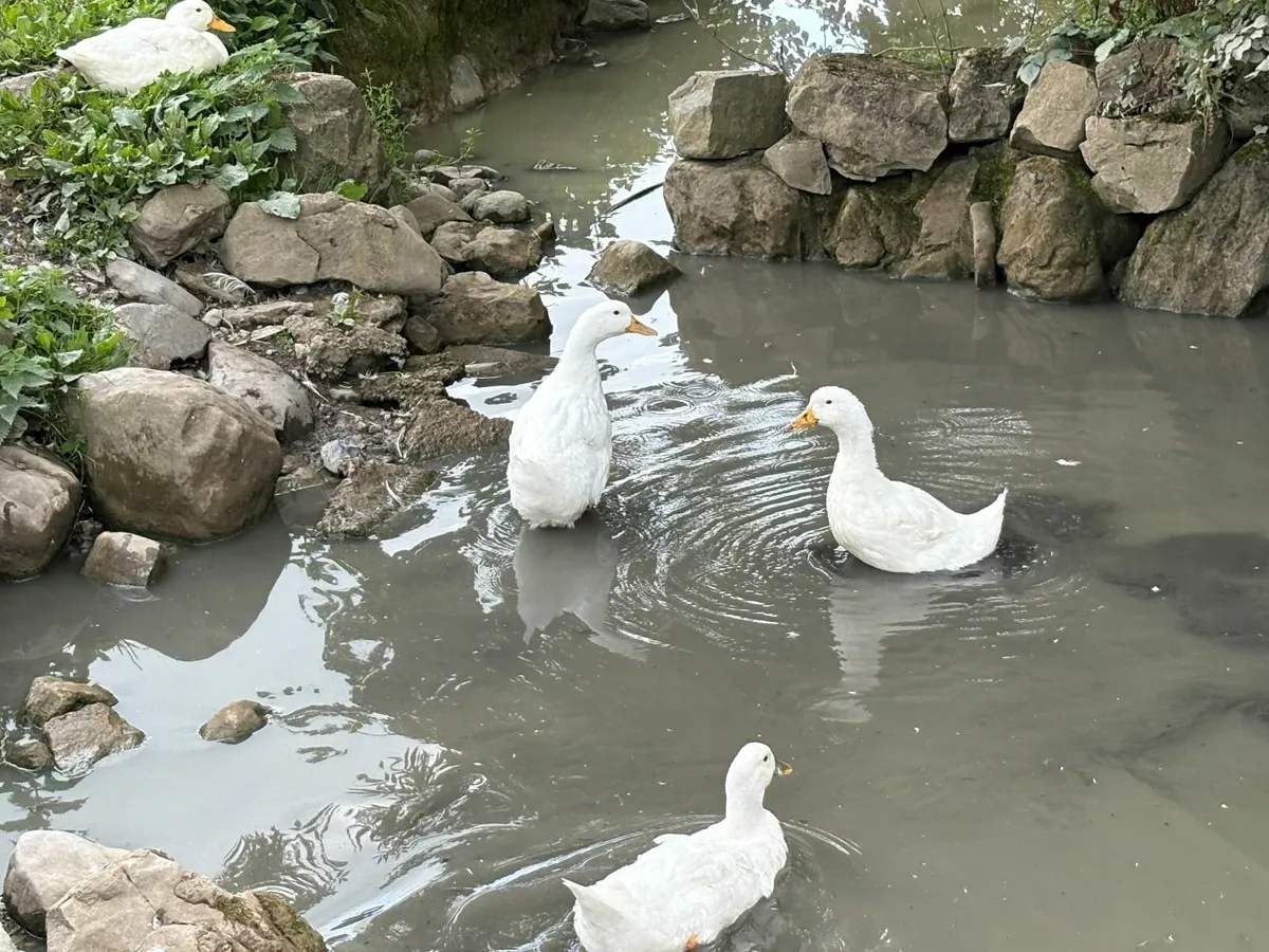 Aylesbury Ducks and Khaki-Campbell Ducklings - Image 4