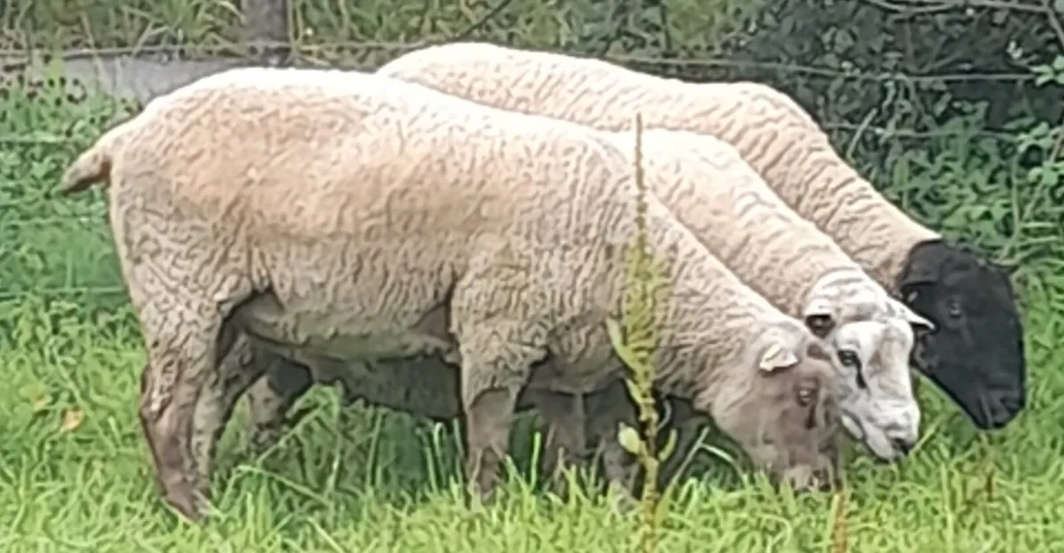 Rams - Image 2