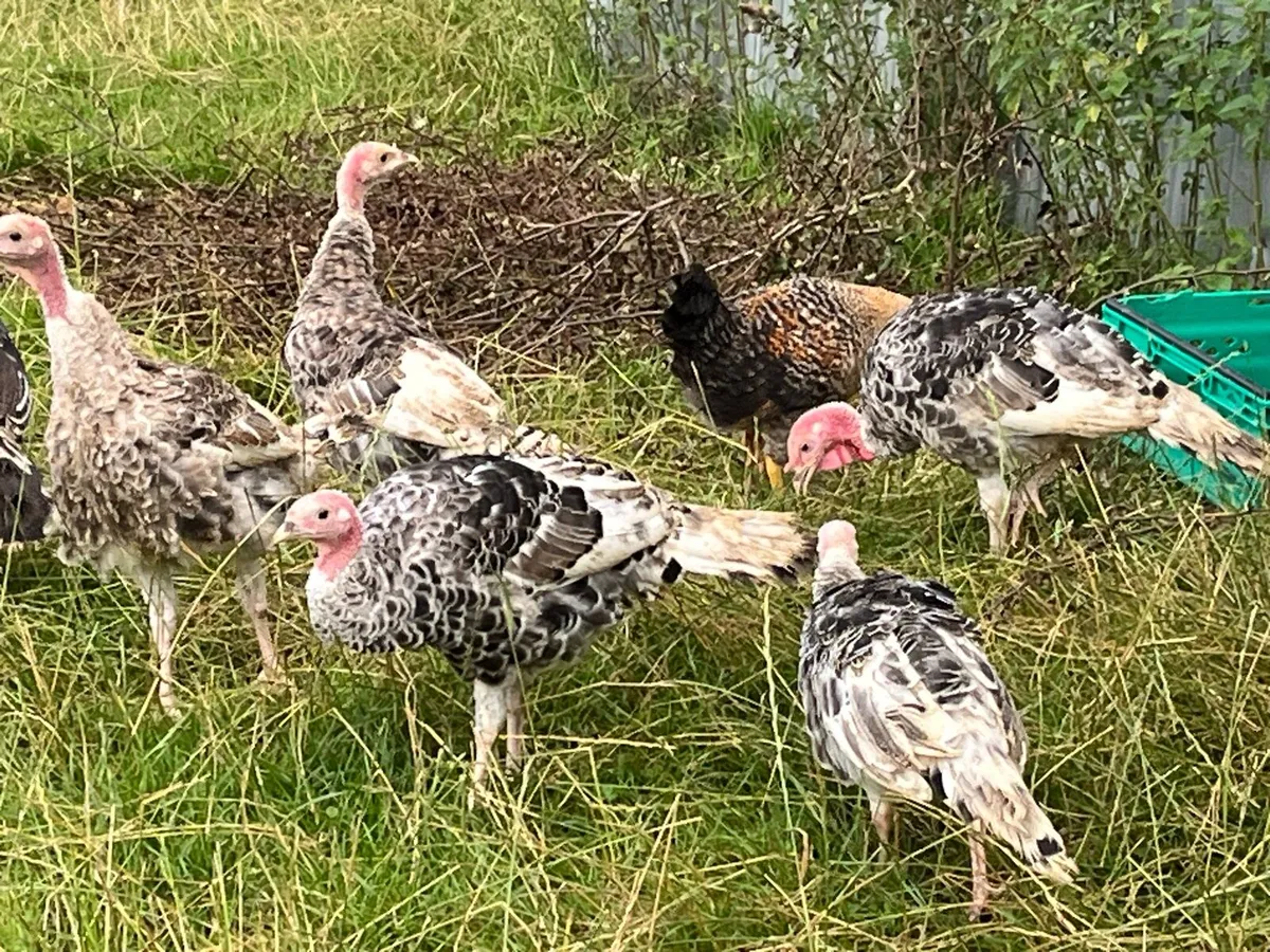 Turkey poults - Image 1
