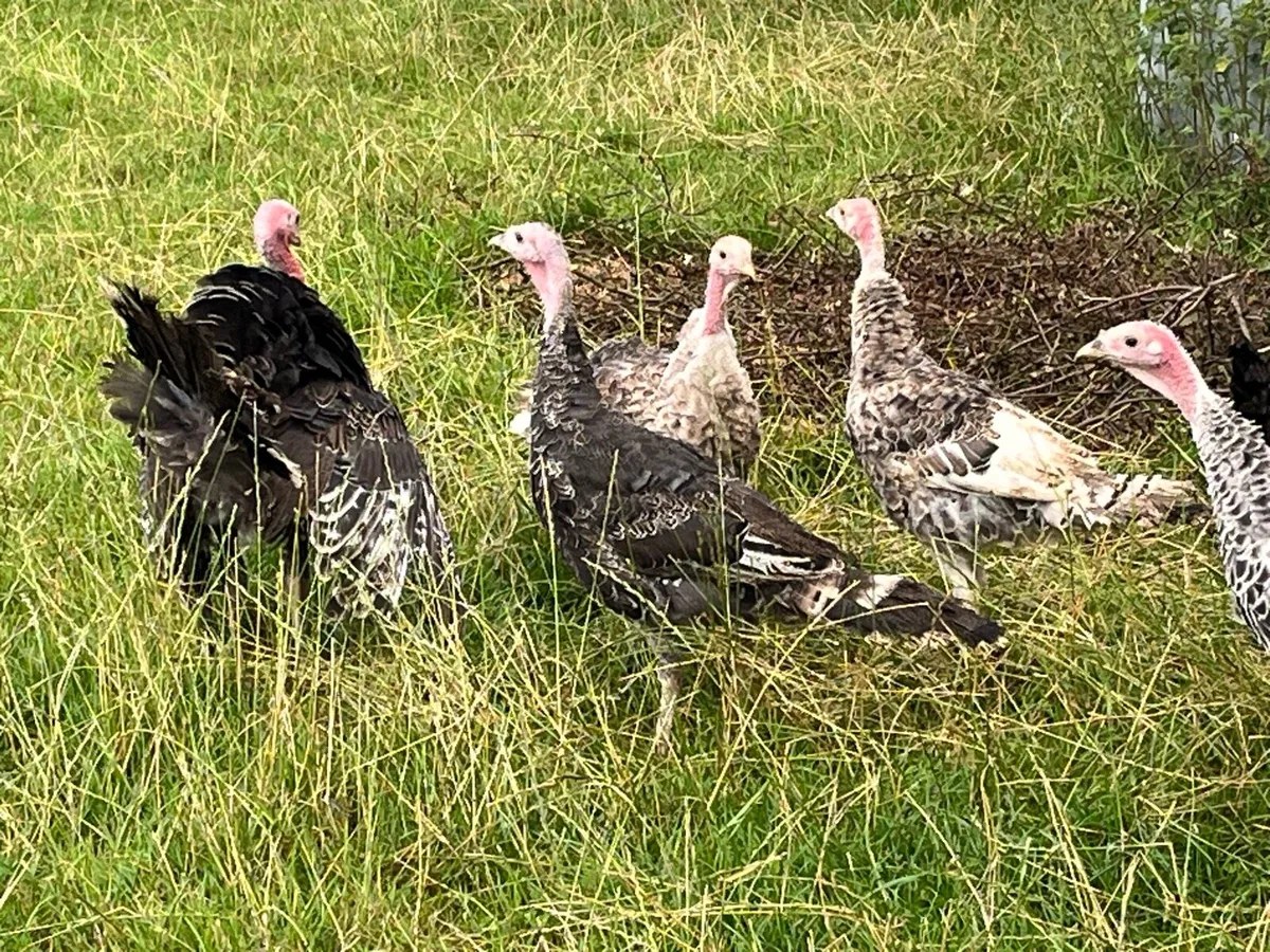 Turkey poults - Image 2