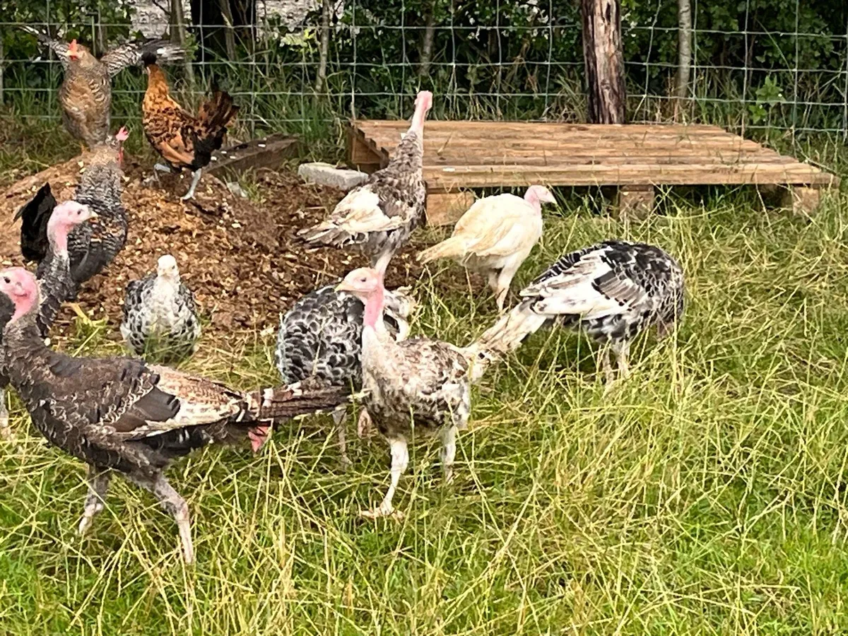Turkey poults - Image 3