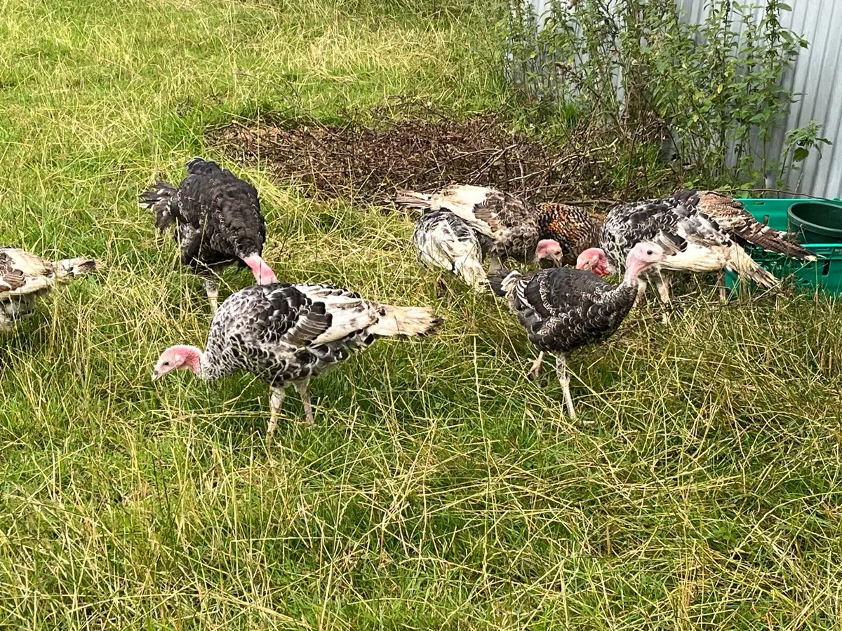 Turkey poults - Image 4