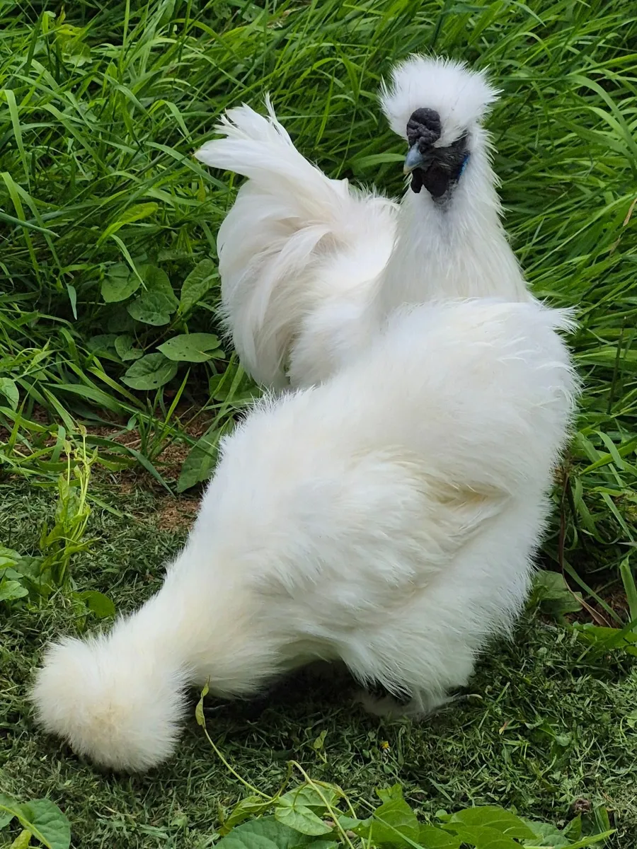 Blue USA silkie growers - Image 2