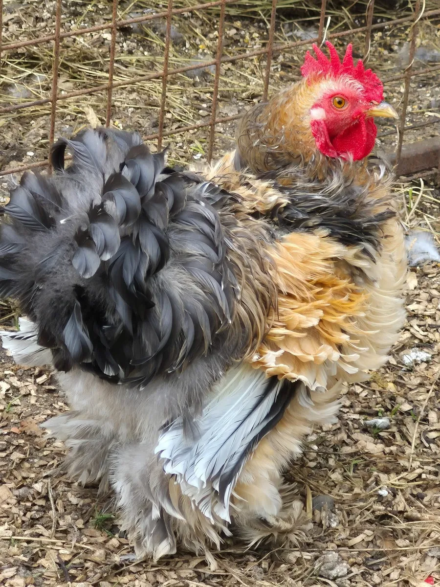 Blue USA silkie growers - Image 1