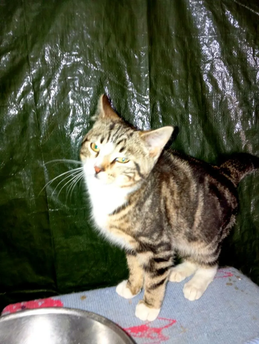 Tabby Kitten - Image 1