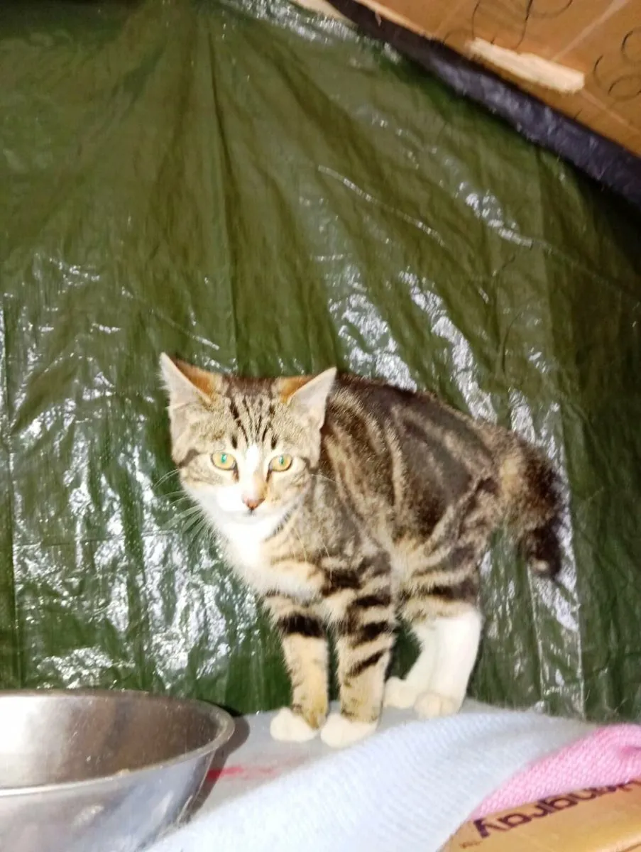 Tabby Kitten - Image 2