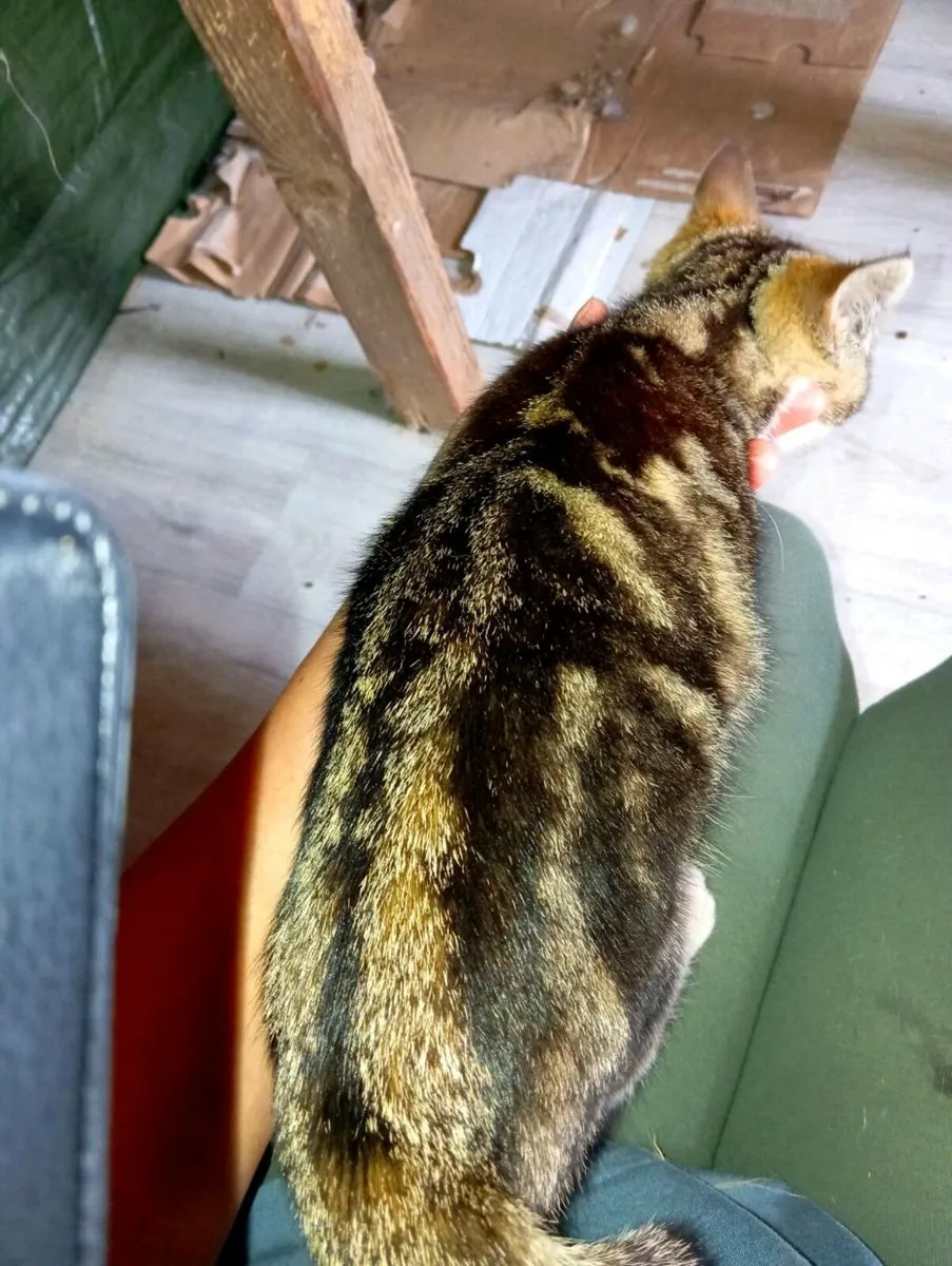 Tabby Kitten - Image 3