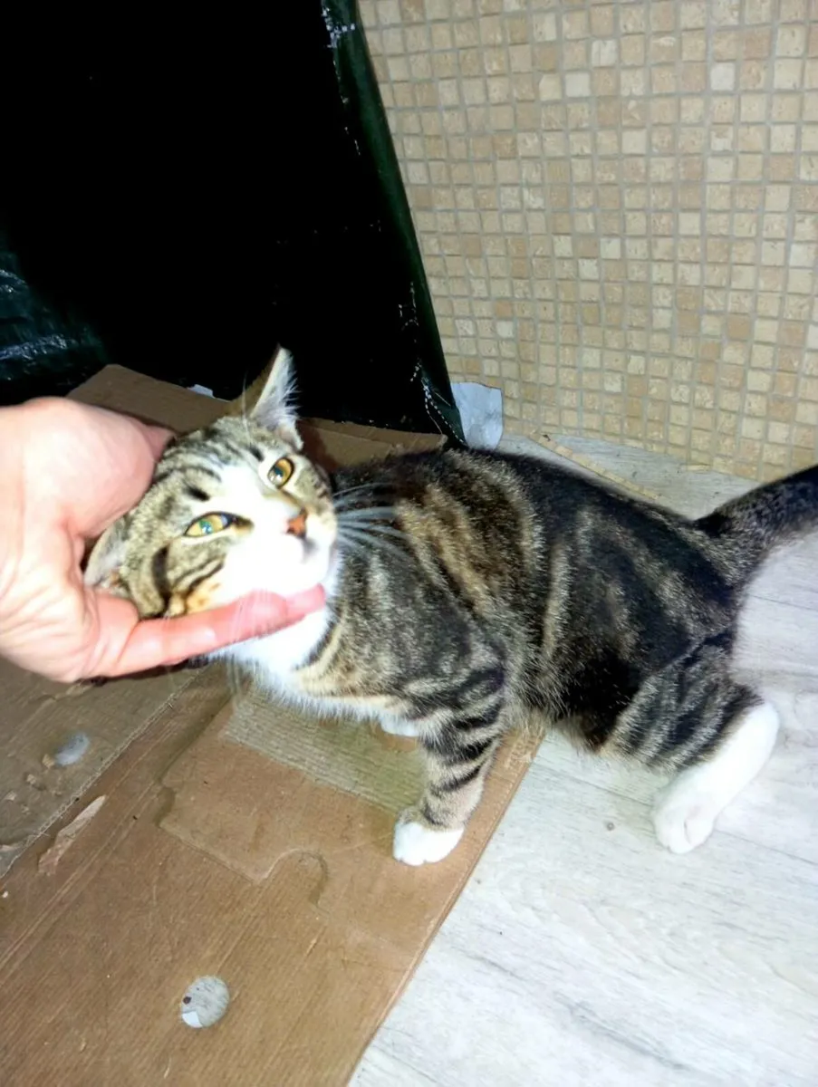 Tabby Kitten - Image 4