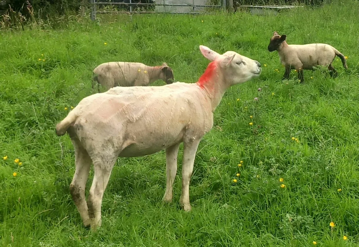 Sheep and lambs - Image 2