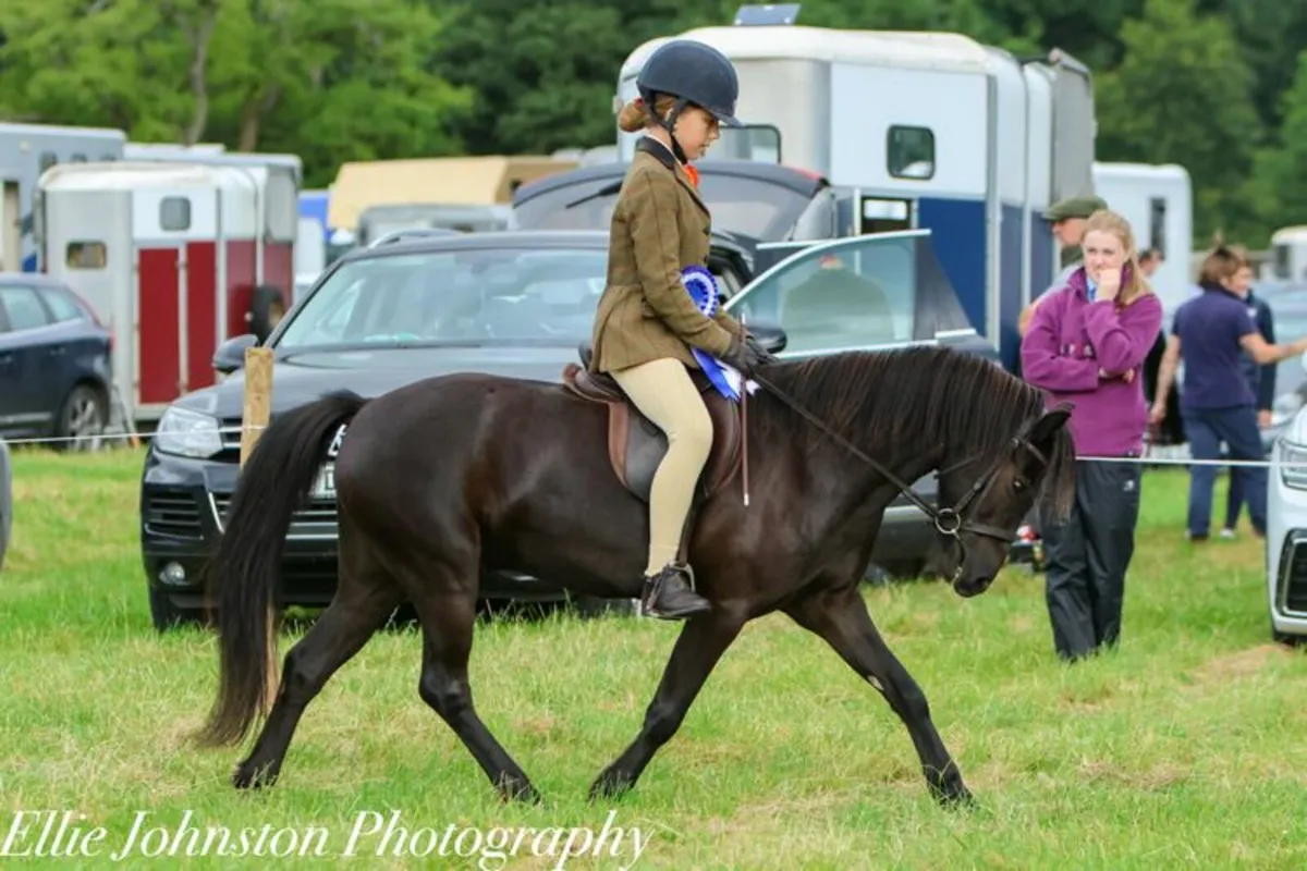 Dartmoor Gelding - Image 1