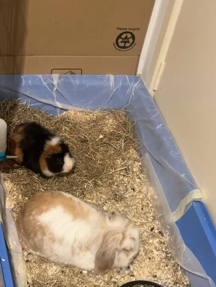 Rabbit and guinea pig