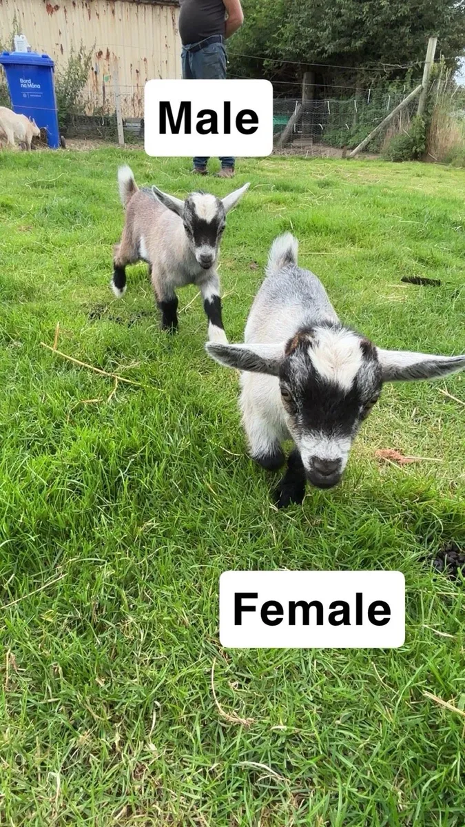 Pygmy kids - Image 4
