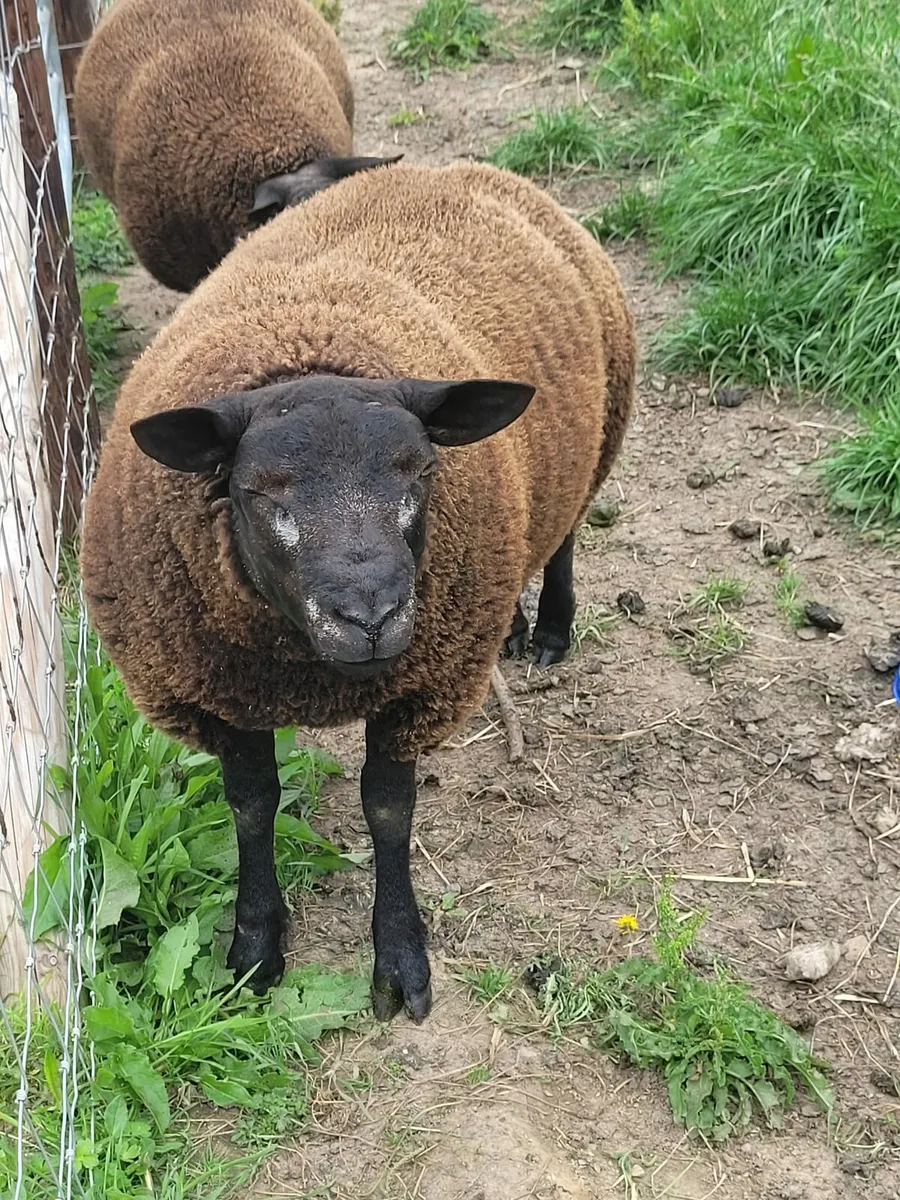 Strong pure bred Black Dassenkop Ewe and Ram lambs - Image 3