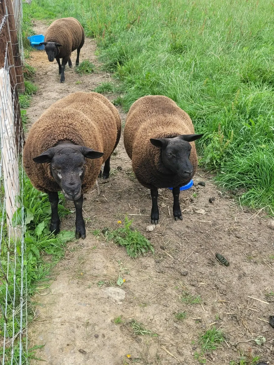 Strong pure bred Black Dassenkop Ewe and Ram lambs - Image 1