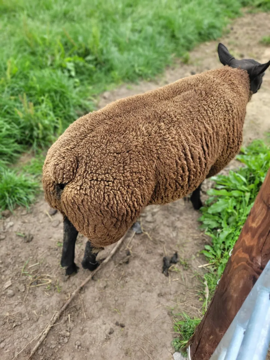 Strong pure bred Black Dassenkop Ewe and Ram lambs - Image 4