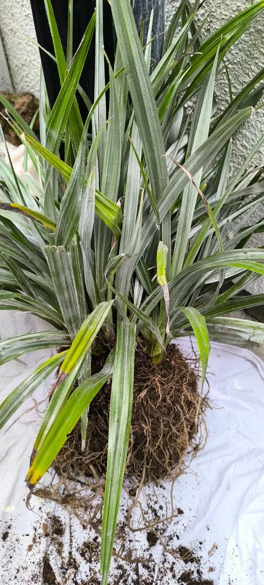 Garden plants - Image 1