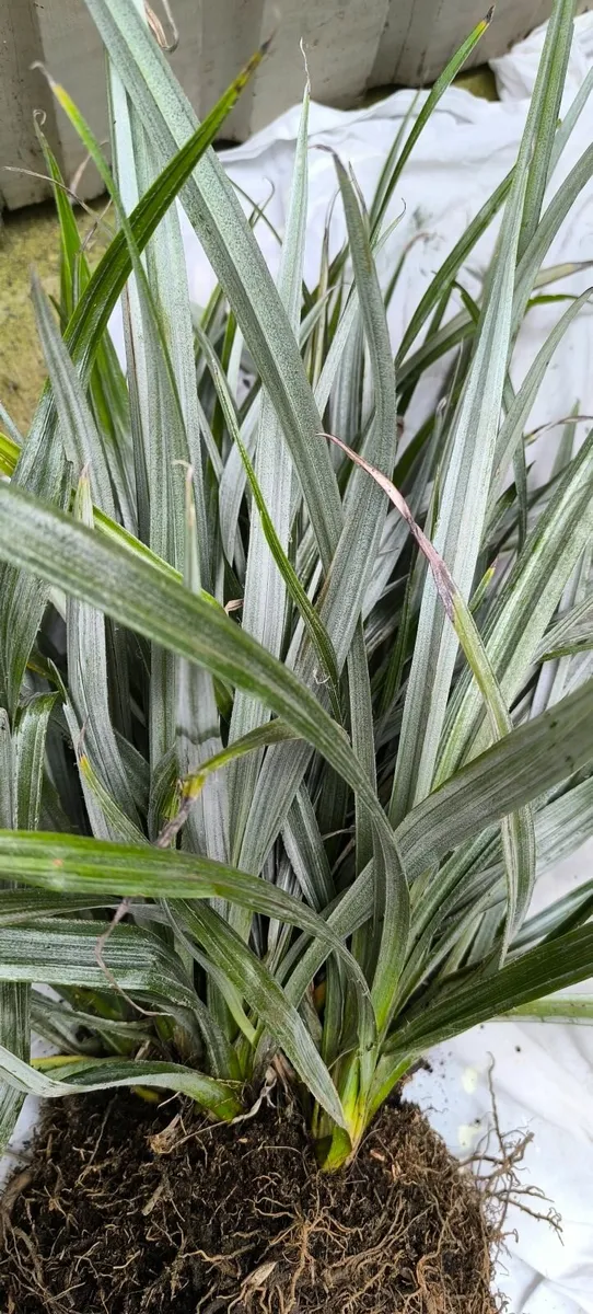 Garden plants - Image 2