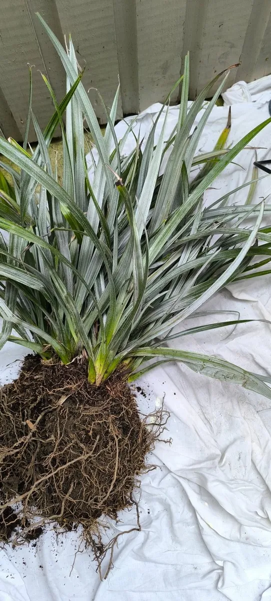 Garden plants - Image 4