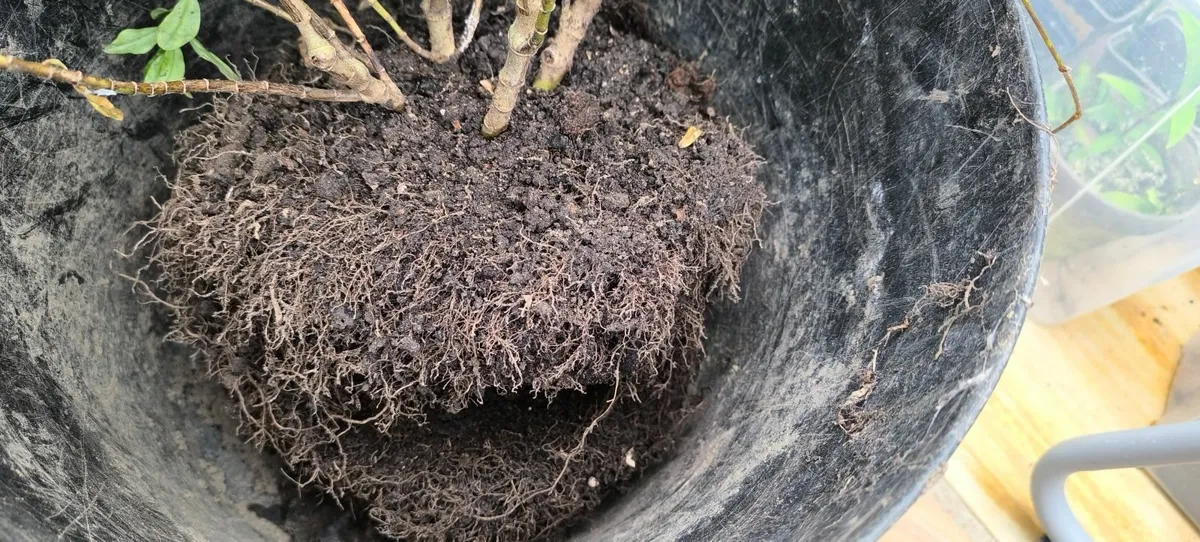 Garden plants - Image 2