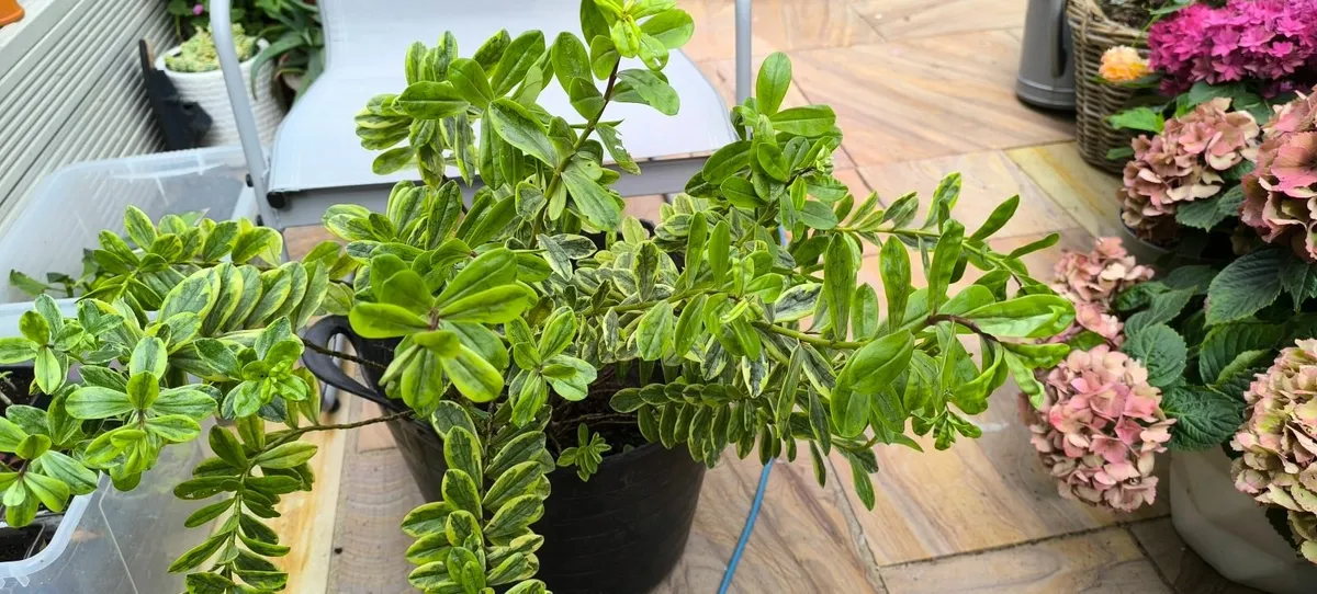 Garden plants - Image 1