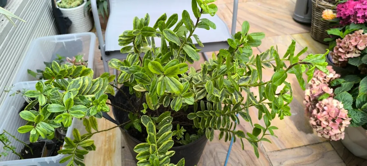 Garden plants - Image 3