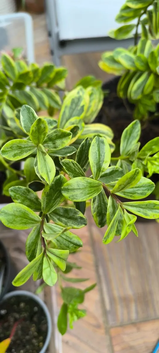 Garden plants - Image 4
