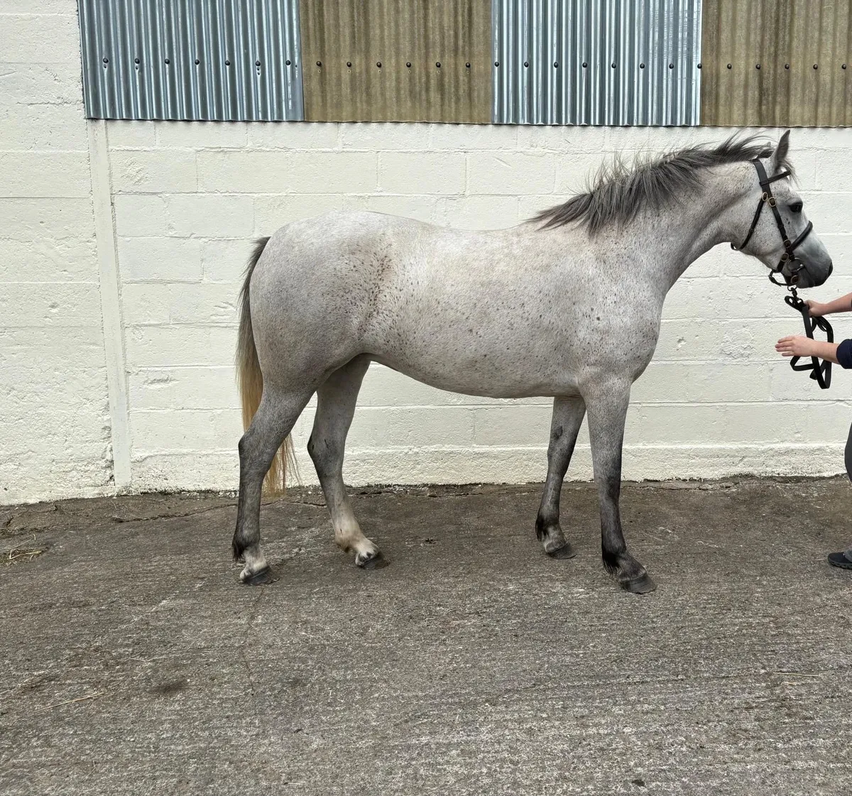 3 year old Connemara Pony - Image 2