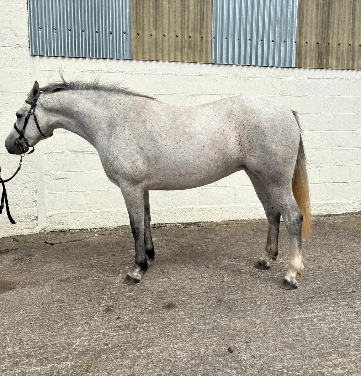 3 year old Connemara Pony - Image 3