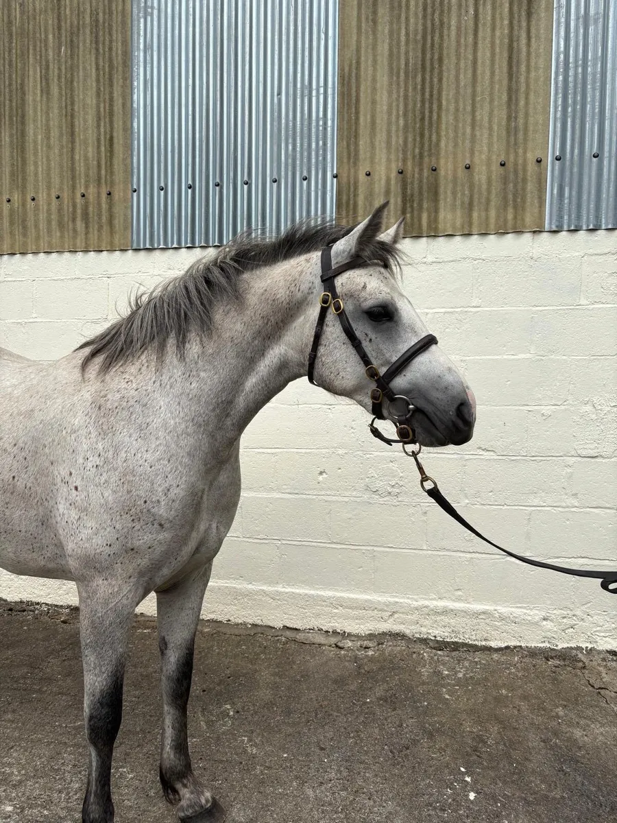 3 year old Connemara Pony - Image 4