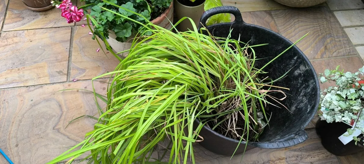 Garden plants - Image 1